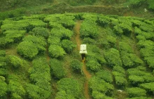 Cameron Highlands - druga strona topowej atrakcji Malezji