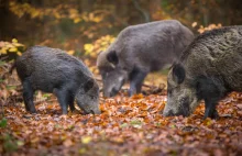 Rolnicy wypowiadają wojnę ASF. Żądają natychmiastowego odstrzału dzików