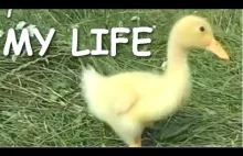 Z życia kaczki