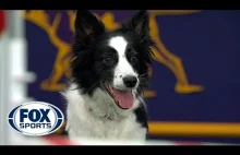 Rewelacyjny występ psa podczas konkursu agility!