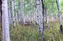 Starcie jeleni w lesie