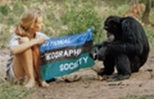 National Geographic: Jane Goodall - pani, która kocha szympansy