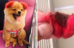 Kretyn przefarbował swojemu psu uszy i one po prostu odpadły