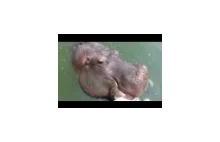 Przyjazny, sympatyczny hipopotam