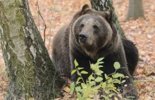 Wrony i głodne niedźwiedzie atakują Rosjan