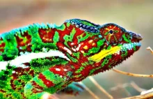 W jaki sposób kameleony zmieniają swój kolor?