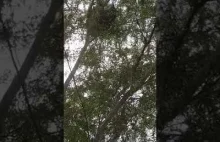 Miś koala przytula się drzew