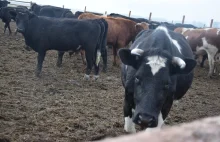 Krowy z Ciecierzyc. To już pewne: stado 170 sztuk bydła ma zostać zabite.