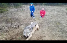 Jak wygląda uwalnianie wilka z pułapki kłusowniczej (potrzasku)