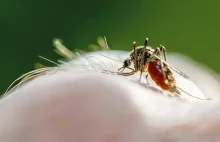 Czy będzie wreszcie Nobel za malarię?