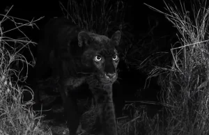 Afryka: czarny leopard pierwszy raz od 100 lat uchwycony na zdjęciach naukowców