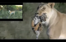 Doświadczona lwica pomaga młodej tygrysicy wychować jej pięcioro tygrysiątek.