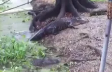 Kot vs Aligator