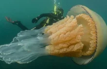 Gigantyczna meduza u wybrzeża Anglii. Jest wielkości człowieka