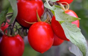 Make Tomato Great (tasting) again! [ENG]