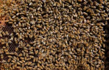 Presja pszczoły miodnej na dzikie gatunki zapylaczy - nowe zagrożenie dla natury