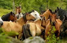 Największe dzikie stado koni w Europie znajduje się w Polsce