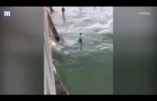 Mężczyzna łapie rekina za ogon . Rezultat tej zabawy jest łatwy to przewidzenia