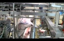 Jak bardzo zautomatyzowany może być proces "produkcji" jagnięciny?