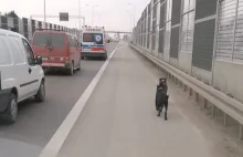 WIDEO: Kierowcy „eskortowali” dwa psy biegnące ekspresówką