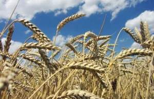 Afera zbożowa - bunt użytkowników Wykop.pl