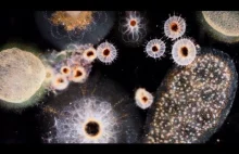 Przepiękny mikrokosmos z filmu dokumentalnego od Discovery