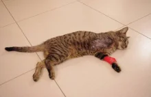 Okaleczał koty: ranne, bez łap. Prokuratura: To nieszkodliwe.