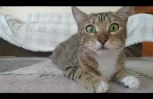 Kocie oczy i ich reakcja na oglądanie czegoś w tle
