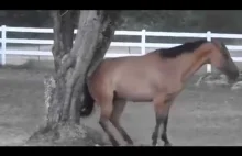 Inteligentny koń