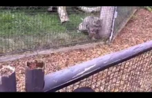 Wiewiórka na wybiegu irbisa