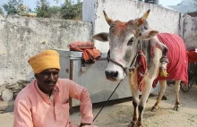 W Indiach po dotknięciu krowy z pięcioma nogami kobiety rodzą chłopców