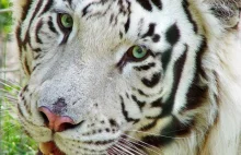 Białe tygrysy. Zdjęcia tego bardzo rzadko występującego kota.