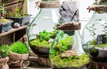 Jak samodzielnie zrobić szklany ogródek?