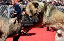 Czy Meksyk zdelegalizuje walki psów?