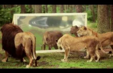 Jak lwy reagują, gdy widzą się w lustrze