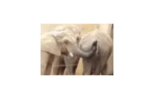 Słonie to słodkie zwierzęta są