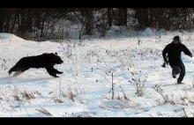 Bear Attack, Grizzly Bear Attack, polar Bear Attack...