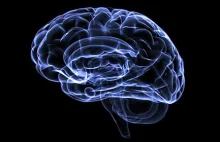 Mózg może żyć po dekapitacji, czyli po ścięciu głowy