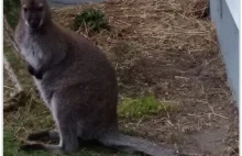 Zaginął kangurek w Świętokrzyskiem. Był cudem uratowany w Australii
