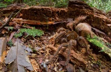 Gigantyczny pająk sfotografowany w tropikalnej dżungli
