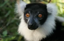 A lemur do zdjęcia pozuje tak :)
