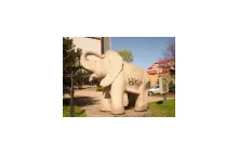 Wrocławski słoń - czy ktoś zna jego historię?