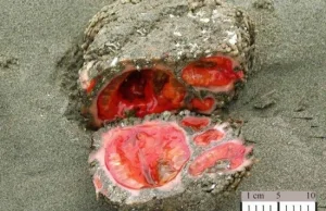 Pyura chilensis - żywe kamienie.