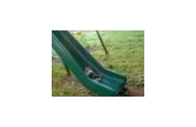 Kittens Playing on a Slide