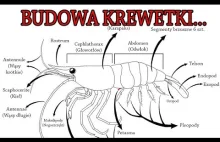 Tak zbudowana jest miniaturowa krewetka akwariowa...