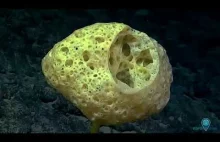 Dziwne organizmy z dna oceanu