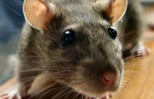 Indie: Szczur włamał się do bankomatu i zjadł 18 000 dolarów