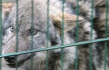 Czarnobylskie wilki atakują Białoruś