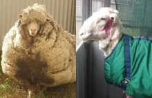 Wełniany rekord świata: w Canberze zarośnięta owca została ogolona z 40 kg...
