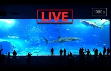 24/7 Największe akwarium na świecie livestream